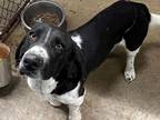 Adopt Ralph a Basset Hound / Mixed dog in Salt Lake City, UT (38199143)