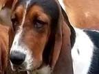 Adopt Dottie a Basset Hound / Mixed dog in Salt Lake City, UT (38199142)