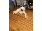 Adopt Milo a White Goldendoodle / Mixed dog in Buffalo, NY (38198963)