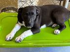 Adopt Star a Black - with Tan, Yellow or Fawn American Staffordshire Terrier /