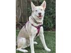 Adopt Freyja a White - with Gray or Silver Husky / Mixed dog in Newberg