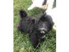 Adopt Excalibur a Black - with White Goldendoodle / Miniature Poodle / Mixed dog