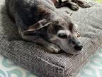 Adopt Leia a Gray/Silver/Salt & Pepper - with Black Beagle / Boston Terrier /
