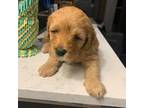 Cavapoo Puppy for sale in Waltham, MA, USA