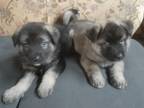 Shepkita Puppies