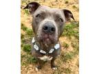 Adopt Marigold a Pit Bull Terrier, Mixed Breed