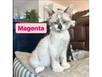 Adopt Magenta a Domestic Short Hair, Siamese