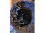 Adopt Kittens Males and Females a Domestic Short Hair