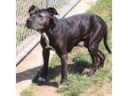 Adopt KITTY KAT a Staffordshire Bull Terrier, Mixed Breed