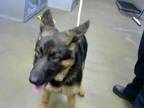 Adopt A834882 a German Shepherd Dog