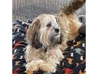 Adopt MELANIE bonded to RAMONA a Yorkshire Terrier, Shih Tzu