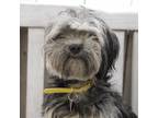 Adopt RAMONA bonded to MELANIE a Shih Tzu, Yorkshire Terrier