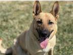 Adopt AURORA a German Shepherd Dog, Mixed Breed