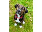 Adopt Muffin a Hound, Pit Bull Terrier