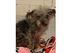 Adopt A664267 a Yorkshire Terrier