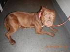 Adopt ROXY a Pit Bull Terrier, Mixed Breed