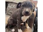 Adopt Belle a Staffordshire Bull Terrier