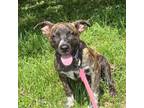 Adopt Mary Lee a Terrier