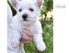 West Highland White Terrier Puppy for sale in Springfield, MO, USA