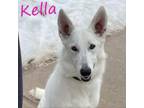 Adopt Kella 23196 a German Shepherd Dog
