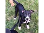 Adopt Checkers 0323 a Black Labrador Retriever, Terrier