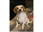 Adopt Libby a Beagle, Jack Russell Terrier