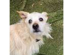 Adopt Maggie A Wirehaired Terrier