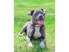 Adopt Summer--In Foster***ADOPTION PENDING*** a Pit Bull Terrier