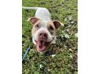 Adopt SALLY a Pointer, Pit Bull Terrier