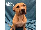 Adopt Abby a Pit Bull Terrier, Yellow Labrador Retriever