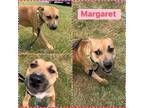 Adopt MARGARET a Pit Bull Terrier