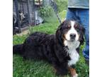 Adopt Cheyenne a Bernese Mountain Dog