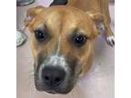 Adopt SELENA a Pit Bull Terrier, Mixed Breed