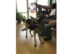 Adopt Stella a German Shepherd Dog
