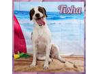Adopt Tisha a Pointer