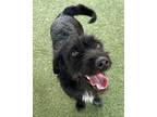 Adopt Maddie A Terrier, Mixed Breed