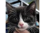 Adopt Alice In Chains A Domestic Short Hair