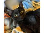 Adopt Taco Is Our Petite Princess Of Purring! THERAPY SWEET A Bombay