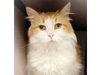Adopt Ingrid is irresistibly purrfect! DECLAW lover a Maine Coon, Ragdoll