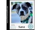 Adopt Sara 060323 a Boston Terrier