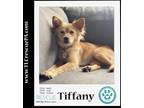 Adopt Tiffany 060323 a Pomeranian
