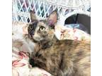 Adopt MOCHA - Gorgeous, Sweet, Loving, Exotic, Cuddly, 18-Month-Old