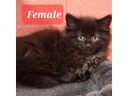 Adopt Collette a Norwegian Forest Cat