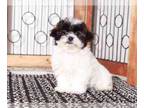 Shih-Poo PUPPY FOR SALE ADN-612487 - Carson Amazing Shihpoo