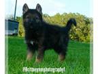German Shepherd Dog-Siberian Husky Mix PUPPY FOR SALE ADN-612851 - Aqua collar