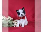 Chiranian PUPPY FOR SALE ADN-612774 - Precious Pomchi Puppy