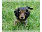 Dachshund PUPPY FOR SALE ADN-612344 - Miniature Dachshund puppy for sale