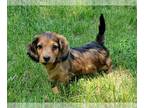 Dachshund PUPPY FOR SALE ADN-612384 - Miniature Dachshund puppy for sale