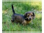 Dachshund PUPPY FOR SALE ADN-612395 - Miniature Dachshund puppy for sale