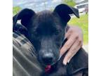 Adopt Amazing Grace! a Mountain Cur